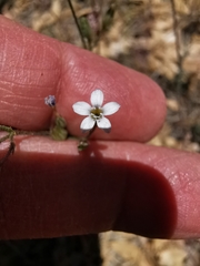 Gilia mexicana
