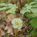 Mayapple - Photo no rights reserved, uploaded by mefisher