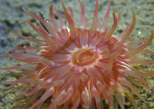 Dahlia Anemone