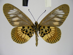 Acraea peneleos