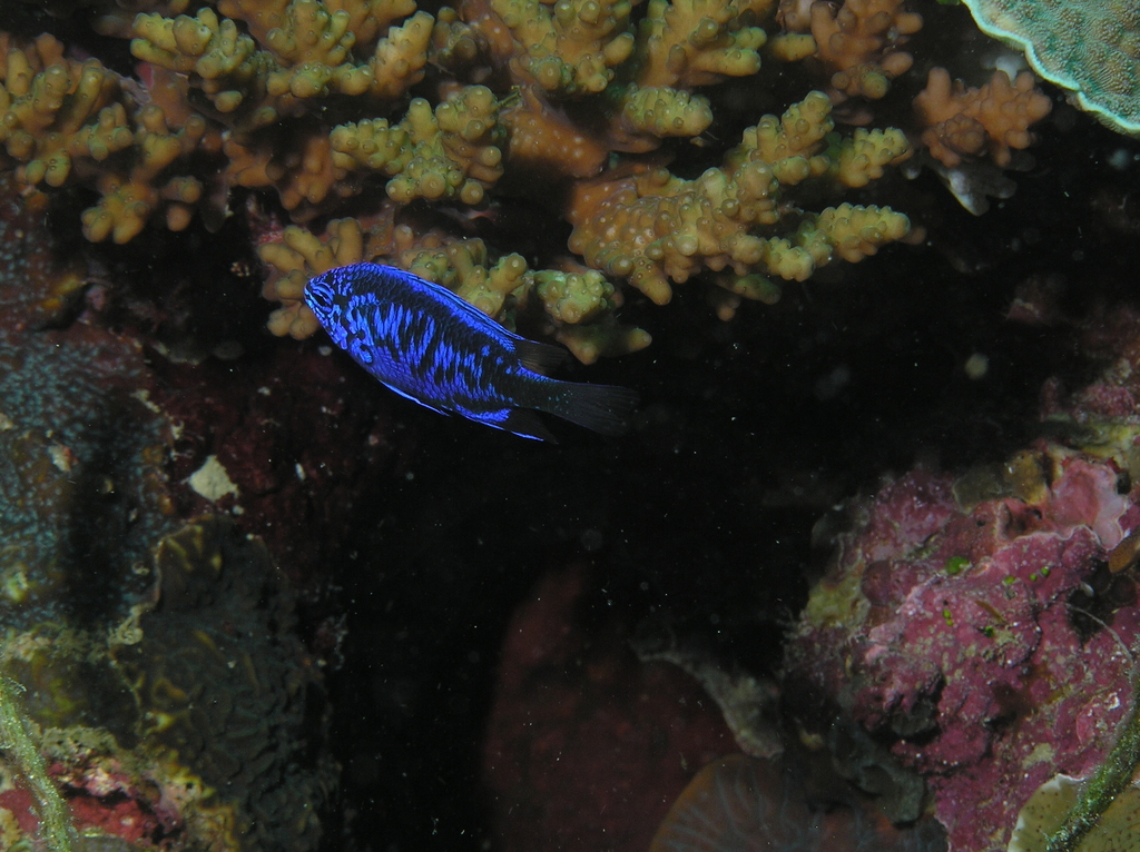 Springer's Damselfish