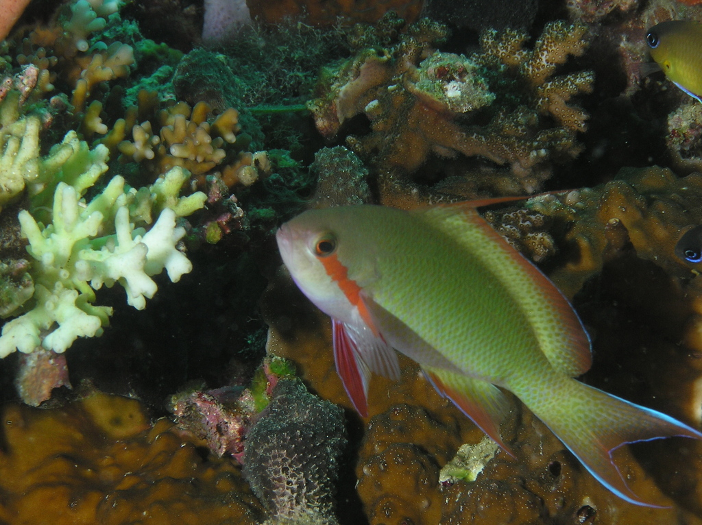 Hucht's fairy basslet