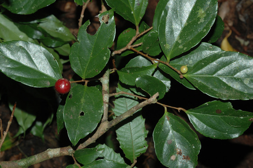 Flacourtia rukam