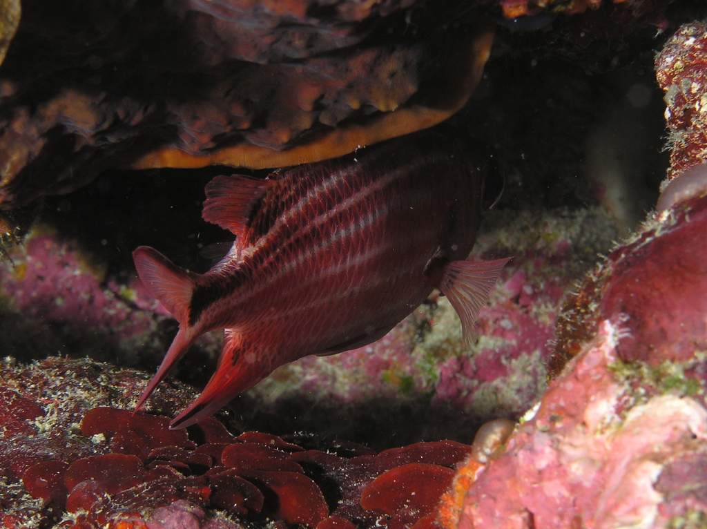 Threespot squirrelfish