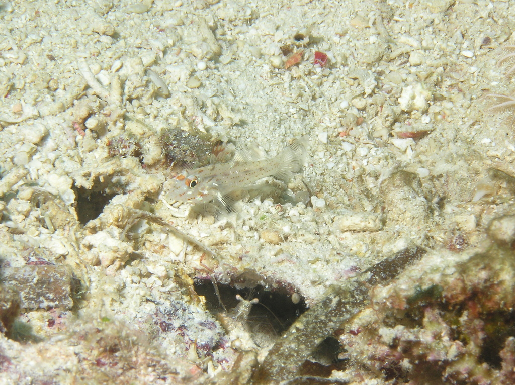 Fine-spotted Sand-goby