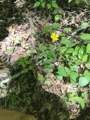 Hieracium venosum