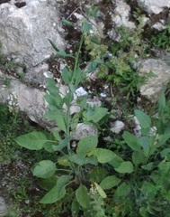 Nicotiana glauca
