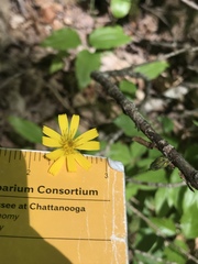Hieracium venosum