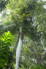 Iriartea deltoidea