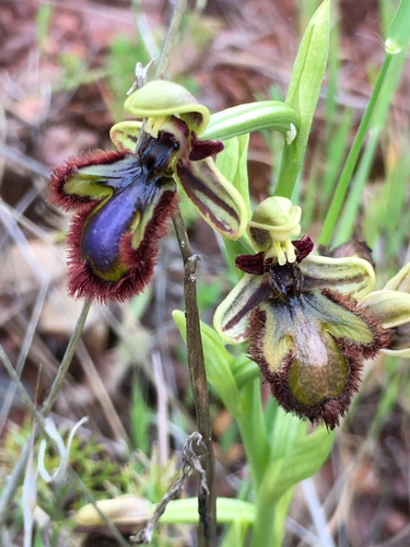 Mirror orchid