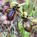 Ophrys speculum - Photo (c) hhbruun, μερικά δικαιώματα διατηρούνται (CC BY-NC-SA), uploaded by hhbruun