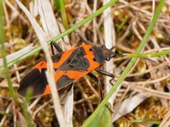 Lygaeus kalmii angustomarginatus