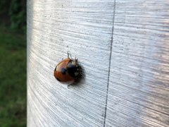 Coccinella septempunctata