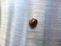 Coccinella septempunctata