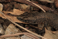 Algyroides nigropunctatus