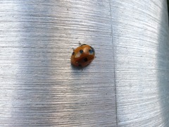 Coccinella septempunctata