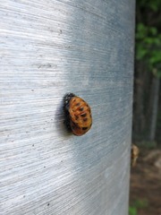 Coccinella septempunctata