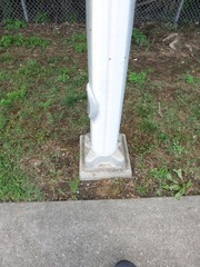 Coccinella septempunctata