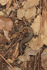 Algyroides nigropunctatus