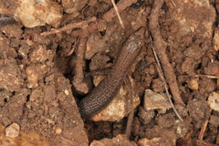 Algyroides nigropunctatus