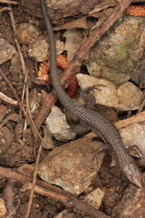 Algyroides nigropunctatus