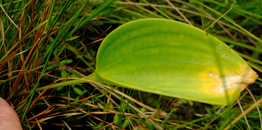 Eriospermum kiboense from g3 on February 18, 2024 at 11:57 AM by Nick ...