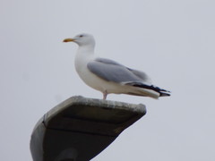 Larus argentatus