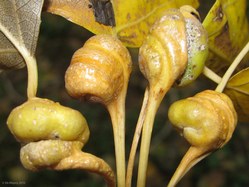 Poplar Spiral Gall Aphid