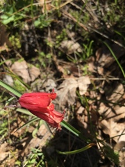 Fritillaria gentneri