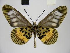 Acraea peneleos