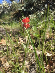 Fritillaria gentneri