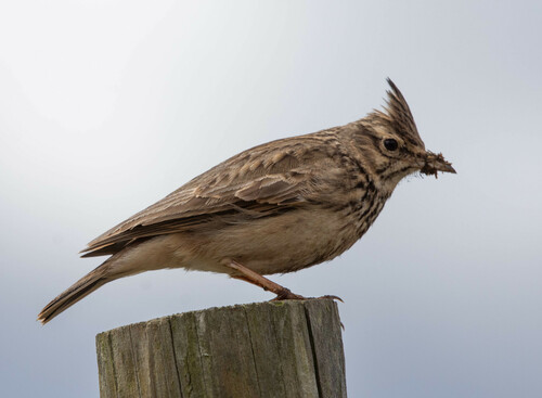 Cochevis de Thékla
