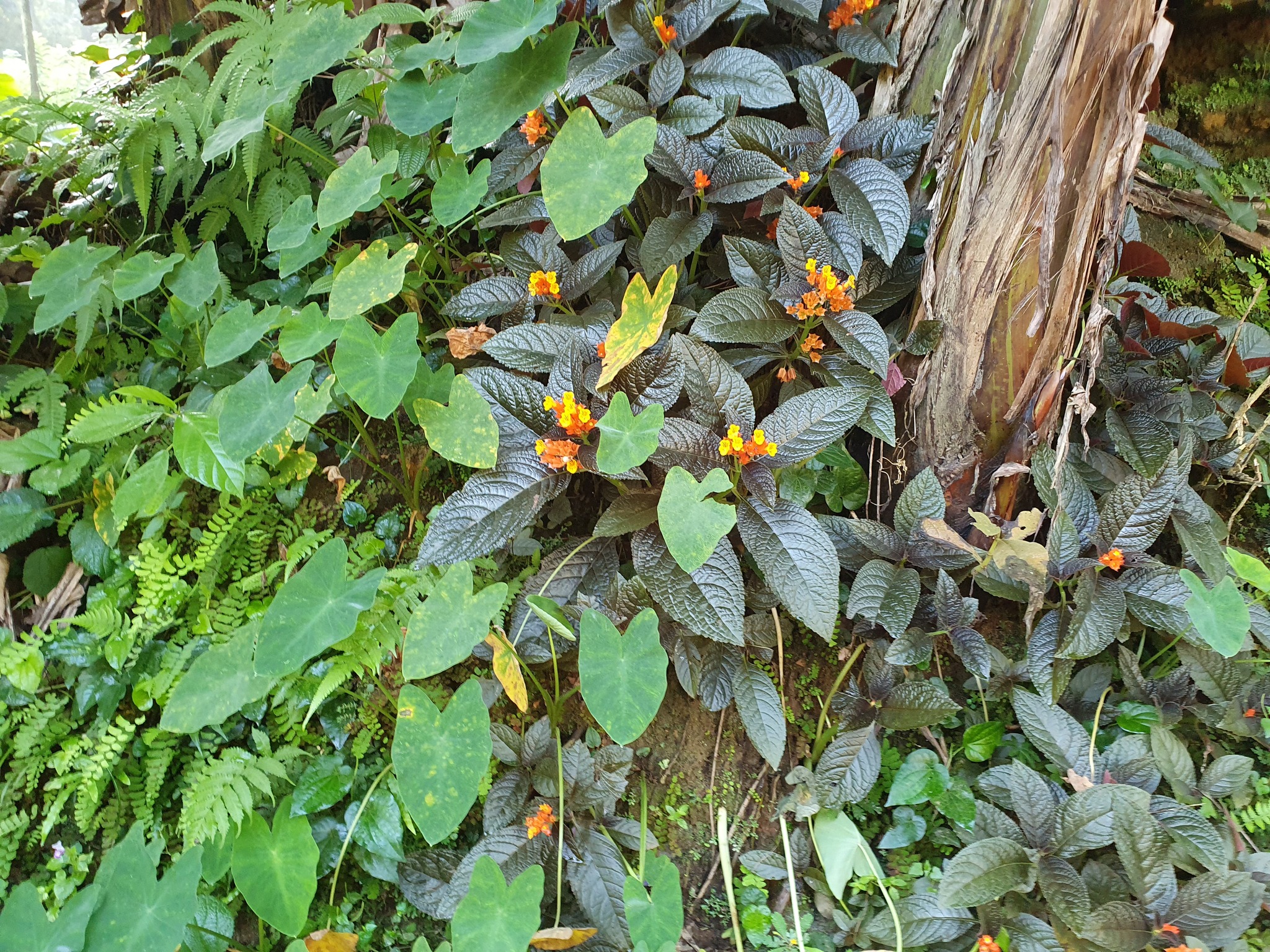 Imagem de Canário-vegetal