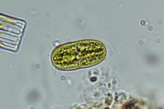 Actinotaenium cucurbitinum