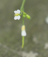 Arabidopsis