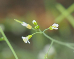 Arabidopsis