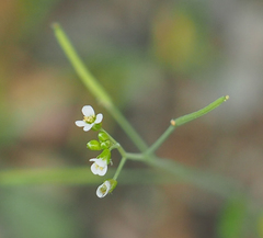 Arabidopsis