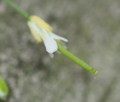 Arabidopsis