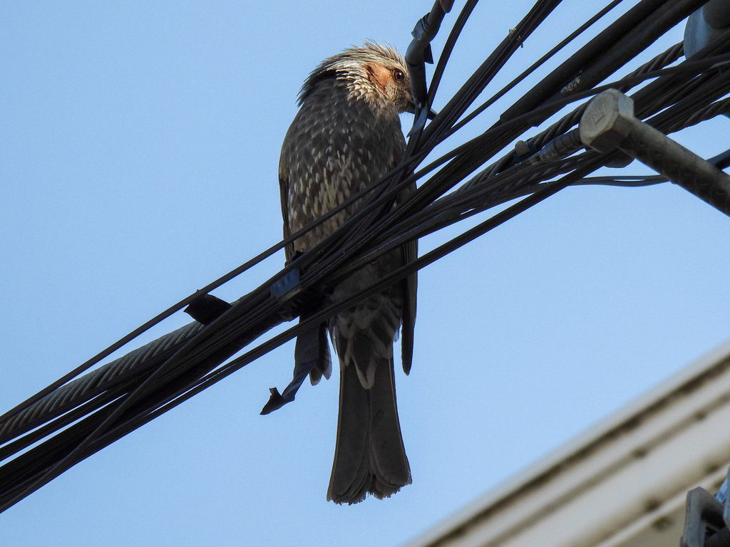 Brown-eared Bulbul from Takatsu Ward, Kawasaki, Kanagawa, Japan on ...