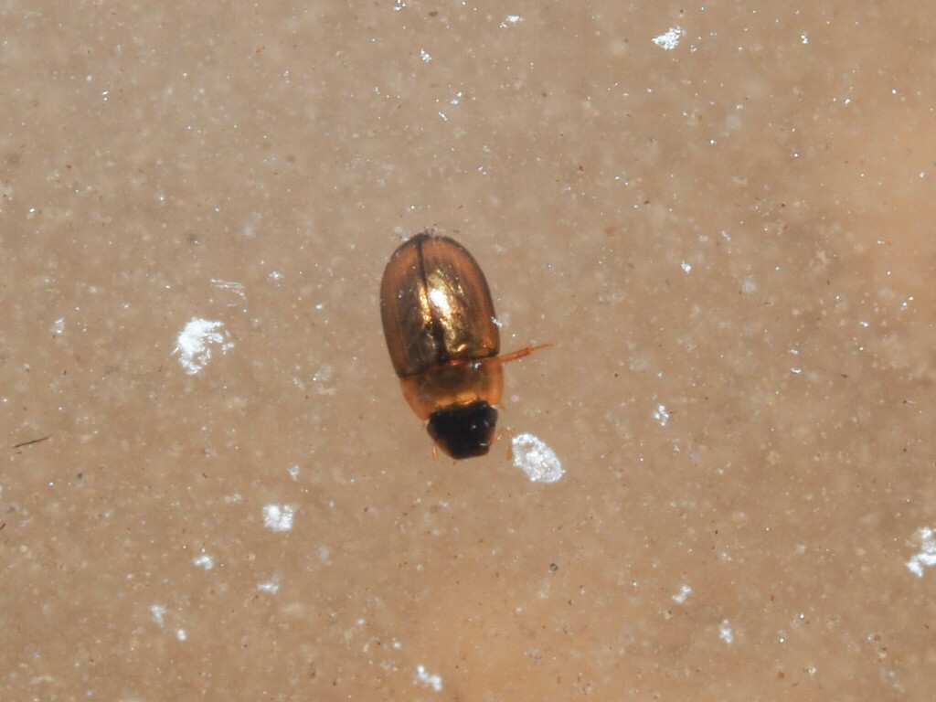 Agraphydrus from Hainan, CN-HA, CN on February 15, 2024 at 06:24 PM by ...