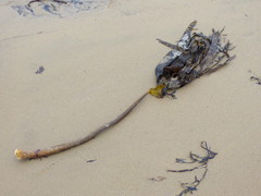 Laminaria hyperborea