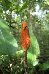 Heliconia episcopalis