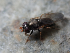 Cheilosia pagana