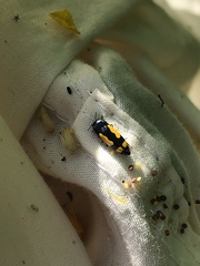 Ptosima gibbicollis