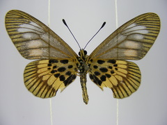 Acraea peneleos