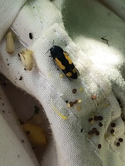 Ptosima gibbicollis