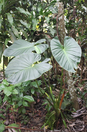 Homalomena cordata observed 2024-03-11