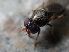 Cheilosia pagana