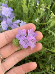 Phacelia hirsuta