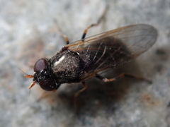 Cheilosia pagana
